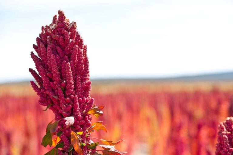 Ancient Harvest Organic Inca Red Quinoa Wins 2014 Clean Choice Award